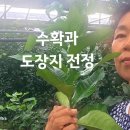 고당도 하우스감귤 입니다. 이미지