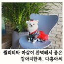 손바느질로 만드는 강아지 옷 | 강아지한복 추천 다홍아씨 꽃비도깨비 강아지옷추천 애견한복