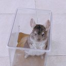 햄동대장 이미지