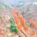 산림욕장 이미지