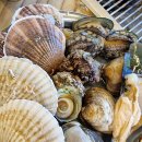 조개몽땅 이미지