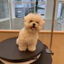 댕댕포유 이미지