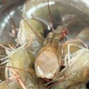 CU통영행복점 | 대한민국넘버원수산- 활새우 뚱새우 사료 뺀 새우 맛집 택배 재방문+손질방법 상세 후기