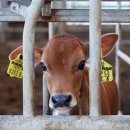 안성목장 2농장 이미지