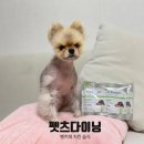 펫츠다이닝(pet's dining) | 신장케어도 맛있게✨ 펫츠다이닝 벳키퍼 치킨 습식 처방사료 후기