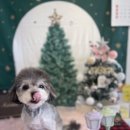 몽구리DOG 이미지