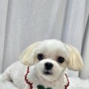 앨리스동물병원 이미지