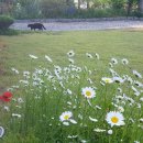 더바른동물병원 앞 이미지