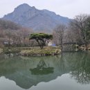 북하면사무소 | [장성] 천연기념물 고불매와 백학봉에 핀 백양사의 봄