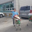 한국세륜 이미지