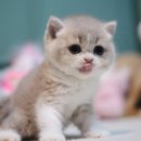 루시캣