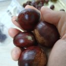 금정알밤농원