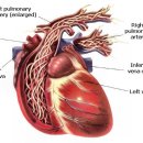 헬릭스동물심장수술센터 이미지