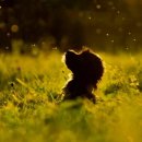 24시 유앤미동물병원 이미지