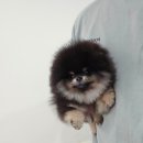 안다켄넬 이미지