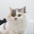 묘신사 그루밍 이미지