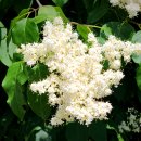 꽃이랑개랑 이미지