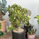 승희네 다육이 이미지