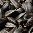 노화해바라기 이미지