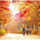 11/13(목) 걸어야 산다 - 독립기념관 단풍나무숲길 [메비우스] 이미지