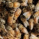 신왕농장 이미지