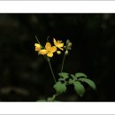 애기똥풀 이미지