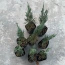 황토사랑민박 이미지