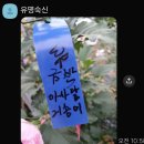 26도신품종후보 대백단심(심곡Y25)모본 삽목23주 대적반겹(자반겹25RRP) 모본 삽목20주 뉴아사달(자반겹25WRA) 금박아사달 이미지