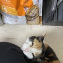 피피푸푸 이미지