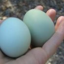 뚱땡이네 이미지