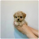 해피애견타운 강아지고양이 포항점&현살롱드펫(북구) | 포항강아지분양 찐 후기 해피애견타운