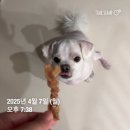 내껍데기 돌려도 | 소우신 강아지 간식 불리스틱 만들기(구매 손질 건조 팁)