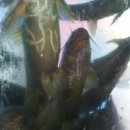 올갱이랑매운탕 이미지