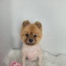 모모애견미용실 이미지