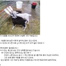 아기염소 이미지