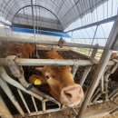 거산목장 이미지