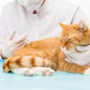 이오동물병원 이미지