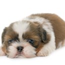 시바견분양.kr 이미지