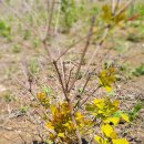 황금나무공인중개사사무소 이미지