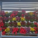 서구청 옥상생태공원 | 대구서구청 옥상생태공원은 국화전시중(~11월 14일까지)