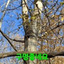 사시상황 6곳중 2곳서만 수확산행.179 이미지