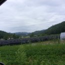 광판2리 Daum카페