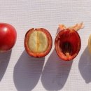 체리콩커피 이미지