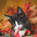 이천동물복지센터 | 🐶서울동물복지센터 마포센터 입양 상담 받았던 후기 (feat. 현실)🐈