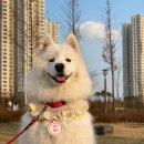 [ 빵구는 후기왕 ] 강아지 네임텍, 마카롱 네임텍 추천 ( 하링메이드)