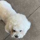 미스터피자 사내점 이미지