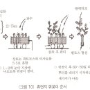 블루베리삽목방법정리 이미지