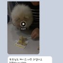미소댕댕 | 우리 아이 닮은꼴 커스텀 케이크 후기 🐾댕댕분식