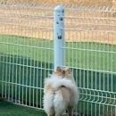 엣지있개 이미지