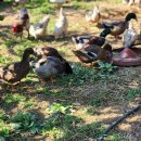 진해농장 이미지